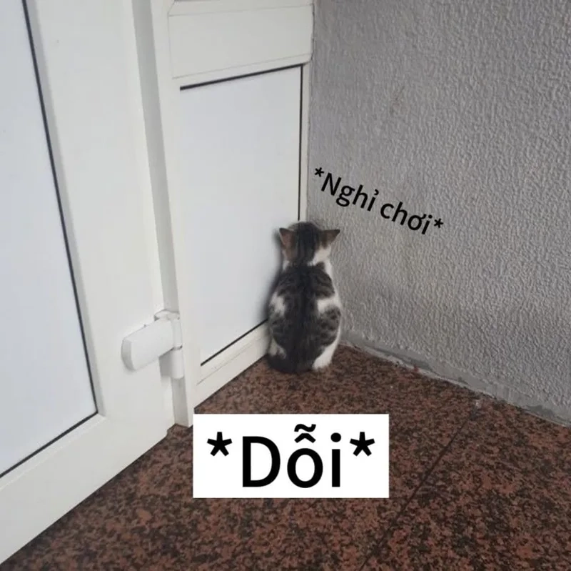 Vừa cute vừa hài với meme ảnh mèo cute