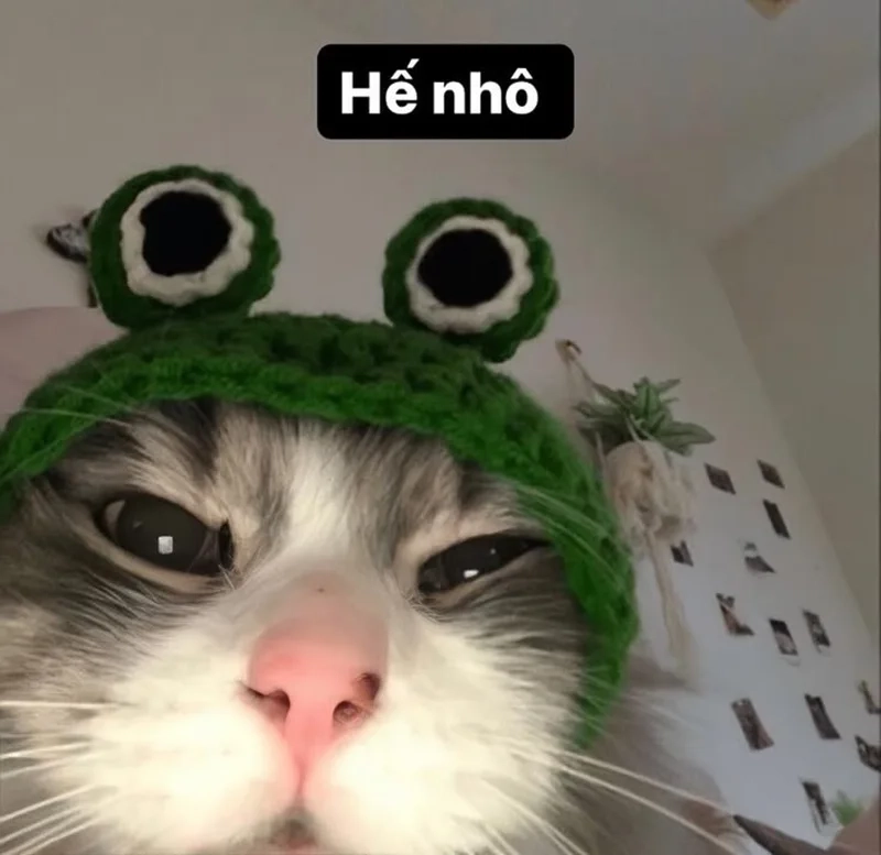 Mèo dễ thương nhưng biểu cảm siêu mặn với ảnh meme mèo cute