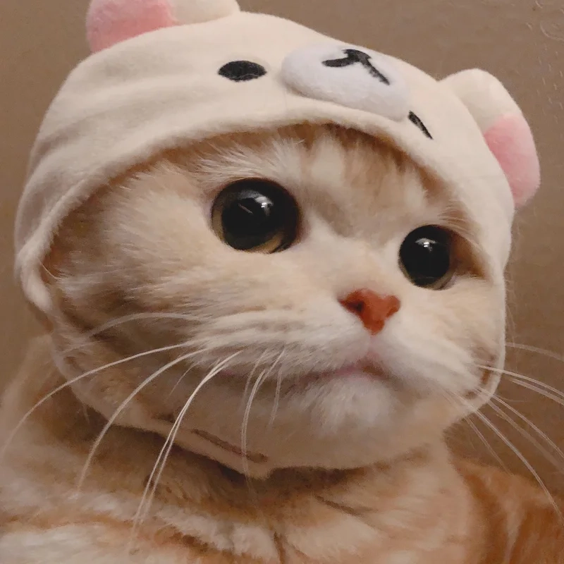 Cười té ghế với ảnh mèo cute meme