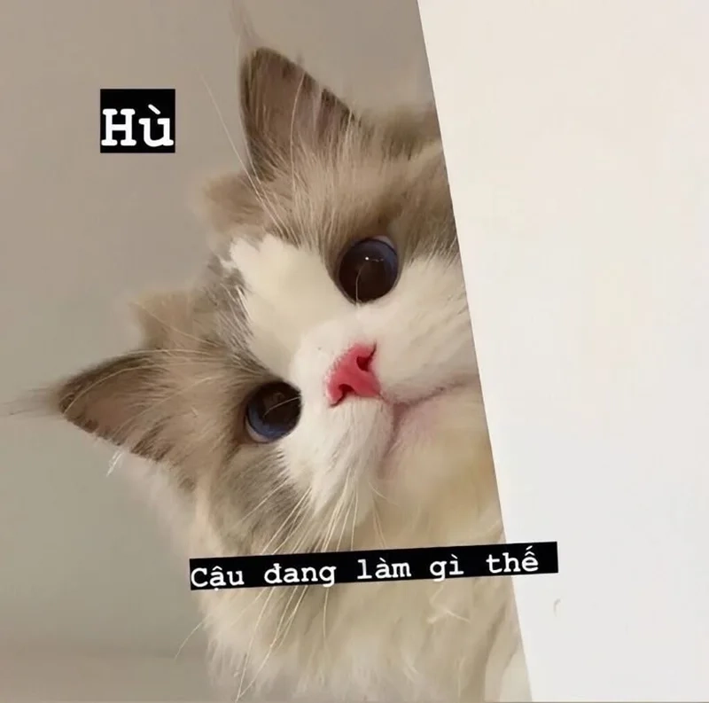 Biểu cảm không đỡ nổi với meme ngộ nghĩnh ảnh mèo cute