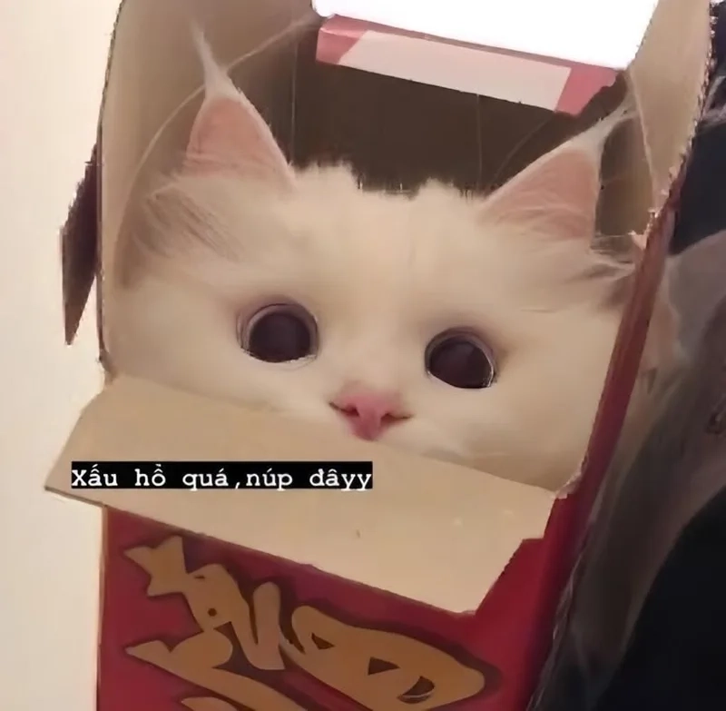 Siêu đáng yêu với cute meme mèo cute