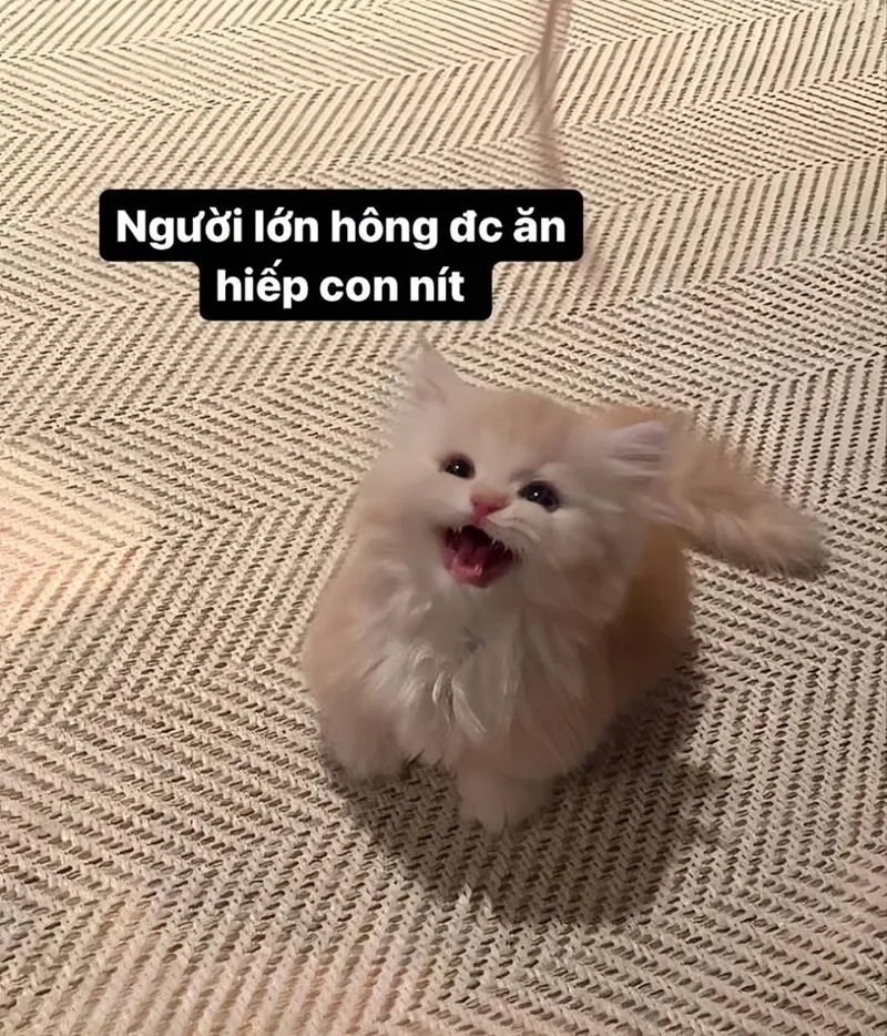 Mèo con siêu nhí nhảnh với meme con mèo cute