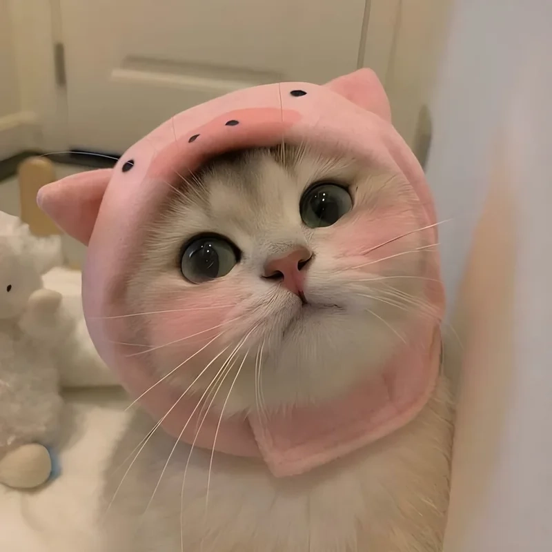 Meme hài hước với hình ảnh meme mèo cute