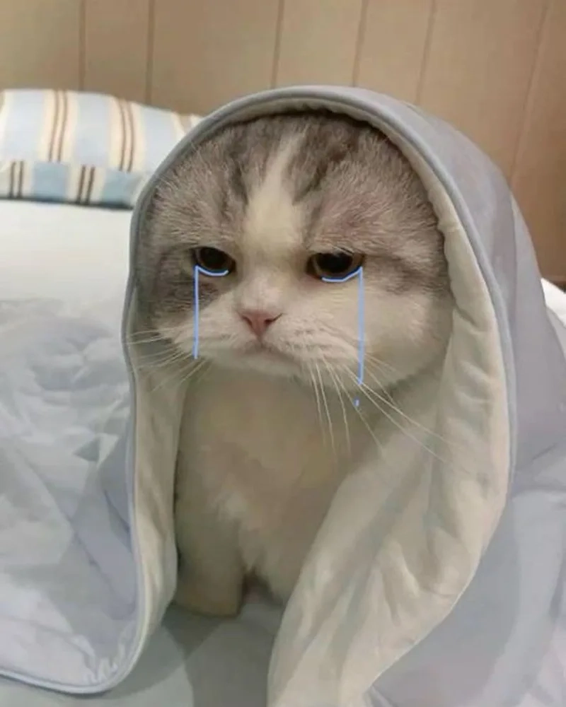 Mèo buồn mà vẫn đáng yêu với meme mèo khóc cute