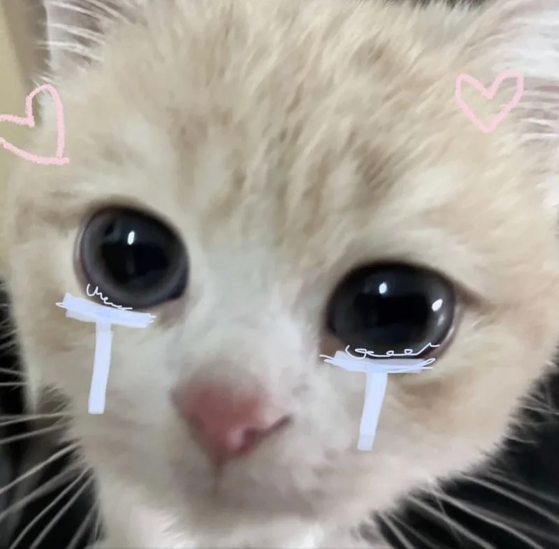 Biểu cảm xót xa với mèo khóc meme