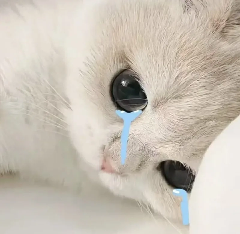 Giọt nước mắt lăn dài với meme con mèo khóc