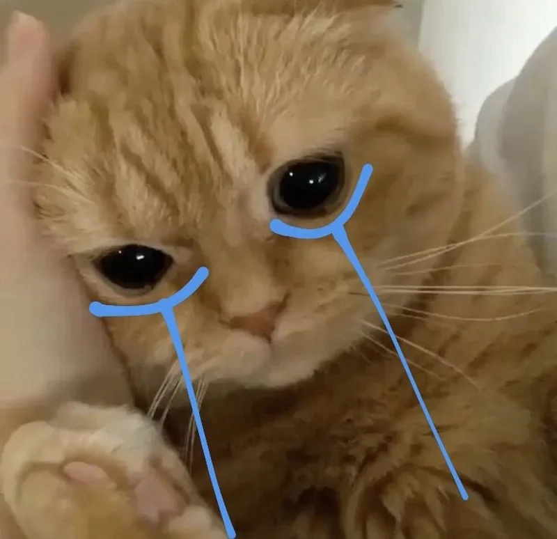 Đồng cảm với con mèo khóc meme