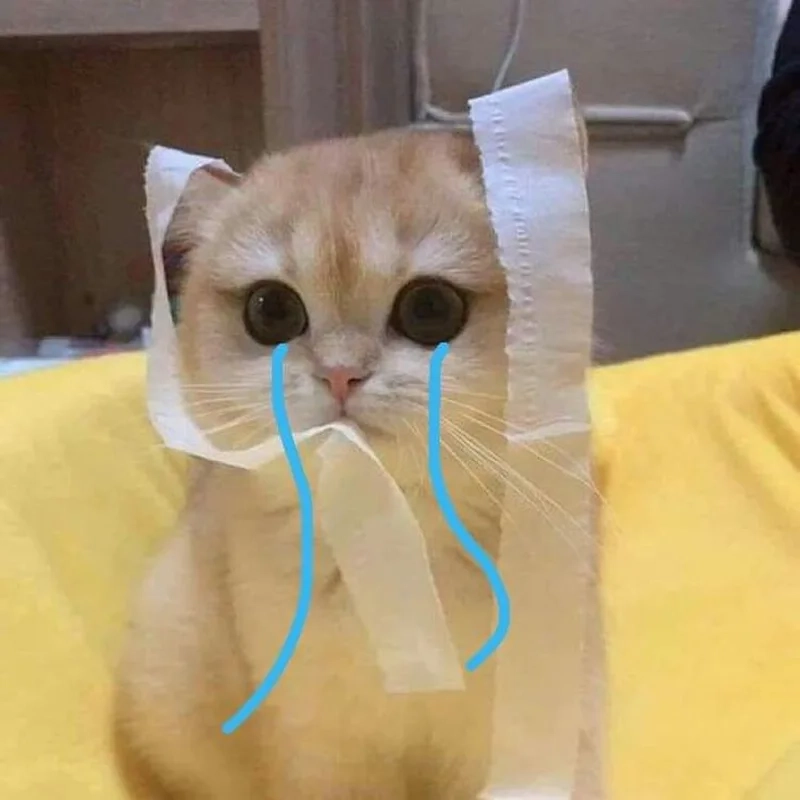 Đầy cảm xúc với ảnh meme mèo khóc