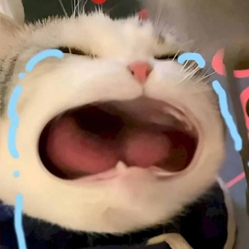 Tiếng gào thảm thiết với meme mèo khóc thét