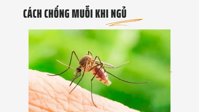 Bí kíp bảo vệ giấc ngủ không lo bị muỗi đốt